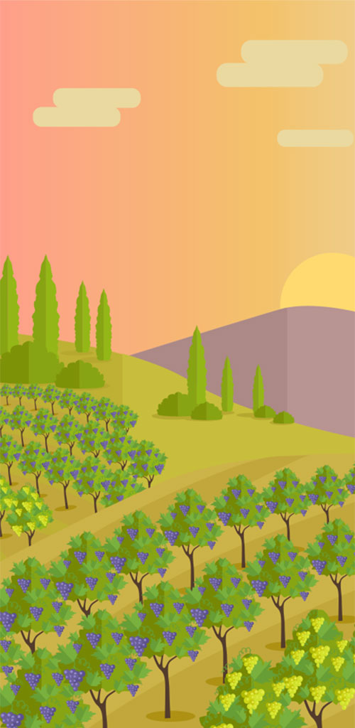 vignes-dessin grappe de raisins